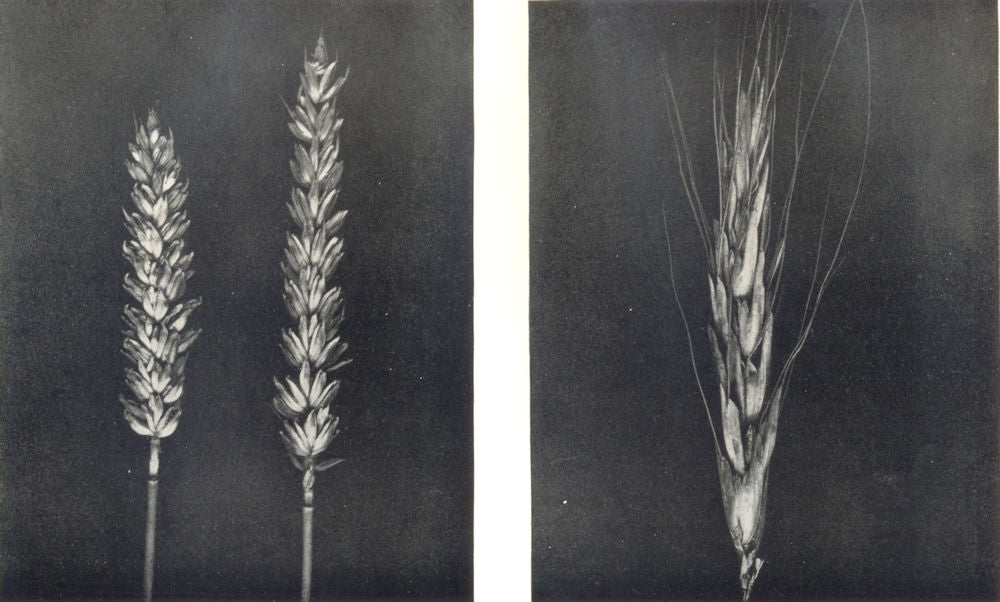 WHEAT.Cmn Wheat(Triticum vulgare,VIII);Polish Wheat(Triticum Polonicum,L) 1912
